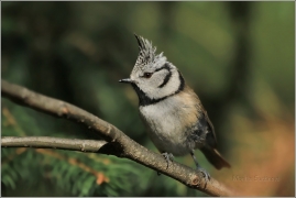 <p>SÝKORA PARUKÁŘKA (Lophophanes cristatus) Šluknovsko /Crested tit - Haubenmeise/</p>